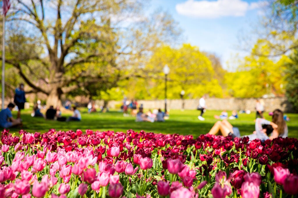 The main green in spring